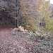 Weiter geht es auf herbstlichen Wegen zum letzten Felsen, dem Napoleonfelsen.
