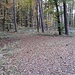 Abstieg vom Napoleonfelsen in Richtung Bruchweiler.