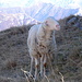 dem Schaf ging es nicht gut - es saß apathisch im Schatten und raffte sich nur auf, um uns zu begegnen, die wir ihm zu nah kamen - evtl. ein verletztes Tier?