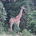 und plötzlich steht da ein Giraffe