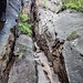 Die Häntzschelstiege. Der Einstieg ist ungesichtert. Nach ein paar Klettermetern erreicht man an der Einstiegswand die ersten Klammern und das Seil.