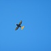 ...und Flieger Nummer zwei.