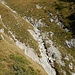 Der Weg führt in der Folge zu einigen Rinnen, wo er sich zwischen schönen Bodendeckern vor einer deutlichen Schotterrinne verliert. Ich vermute, dass der Alpweg hier einst hinaufzickzackte, weiter oben die Schotterrinne überquerte, und drüben wieder auf die gleiche Höhe hinunterzickzackte. Das war für mich jedoch nicht zu erkennen. Poudrieres ist hier kurz im steilen Gras abgestiegen, hat die Rinne weiter unten überquert, und kam drüben in einem Grashang wieder herauf. Es gibt an dieser Stelle verschiedene Möglichkeiten.