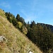 Kurz vor der Alpe bei Pt. 1727. Zwischen den Bäumen ist das Hüttl schon zu sehen.