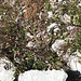 Der erste Wanderer, den ich an diesem Tag treffe!