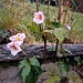 Anemone hupehensis (Lemoine) Lemoine 	<br />Ranunculaceae<br /><br />Anemone giapponese<br />Anémone d'automne <br />Herbst-Anemone <br />