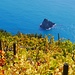 herbstlicher Wein in den südlichen Cinque Terre
