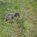 Una marmotta curiosa.