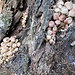 Funghi cresciuti su albero morto