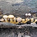 Chiodini e altri funghi cresciuti su legno morto