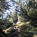 Der Pfad durch die Latschen zum Helwangspitz