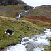 Schaf vor meinem Aufstieg am Wasserfall vorbei