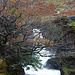 Wasserfall und Herbstbaum
