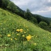 Bergflanke im Frühling