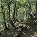 Zauberwald oberhalb von Bogno