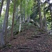 Abstieg über den bewaldeten Sporn nach Vettigen