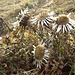 ... und diesem Distel-Bouquet belohnt