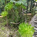Una bella Aeonium, una pianta succulenta a forma di rosetta.