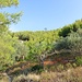 grünes Skiathos