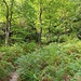 ...Farn und Wald