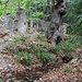 unterwegs im Zauberwald