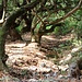 unterwegs im Zauberwald