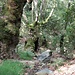 unterwegs im Zauberwald