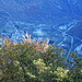 Blick ins Tal nach Varzo, da muss ich hin