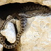 Und am nächsten Tag dann eine richtige Version sehen. Diese hier scheint mir eine (ungiftige) Cat Snake zu sein.