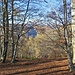 Fra i faggi si intravvede il Monte Barone.