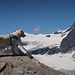 auch ein mutiger Hund hat den Weg geschafft