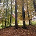 herrlicher Herbstwald ...