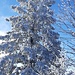Signal des Voirons. Comme les mélèzes dorés, il y a des trucs dont on ne se lasse pas année après année. 