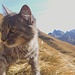 alpin cat