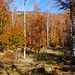 Herbstwald im ligurischen Appennin