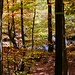 Bach im Herbstwald