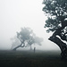 Nebelwald Fanal mit alten Bäumen
