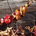 Herbstschmuck an der Brüstung ....