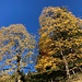 kaum schöner als in Herbstfarben präsentieren sich diese Bäume