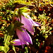 eine letzte Glockenblume
