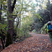 Der Trail verläuft durchgehend auf einem einfachen Waldweg.