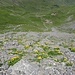 ein grosses gelbes Blumenfeld oberhalb Läger