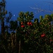 Erdbeerbaum und Segelboot