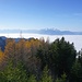 Ausblick vom Schwarzenberg über das nebelgefüllte Rheintal