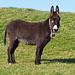 meine Lieblings Esel beim Bauernhof bei Tanne