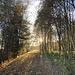 Wieder raus aus dem Wald