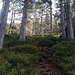Schöne Pfade und Nadelwälder in der zweiten Aufstiegspassage zwischen Beatenberg und Niederhorn im Bereich Waldbrand - Brüntschiwald - Howald