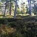 Schöne Pfade und Nadelwälder in der zweiten Aufstiegspassage zwischen Beatenberg und Niederhorn im Bereich Waldbrand - Brüntschiwald - Howald
