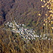 Cicogna