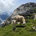 Schafe während des Abstiegs zur Krnska škrbina